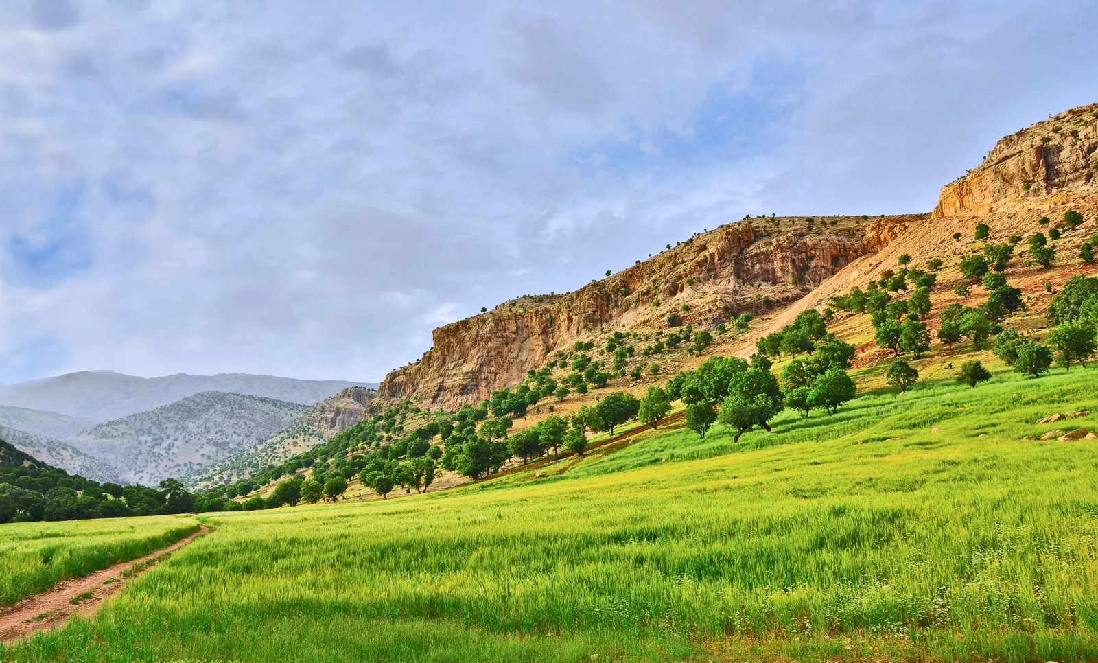 Zagros mountains forest and wheat fields in spring